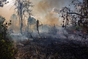 Exclusivo: “Amazônia está à beira do precipício”, alerta Carlos Nobre
