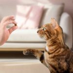 Gatos podem ajudar a encontrar tratamentos para o Alzheimer; entenda