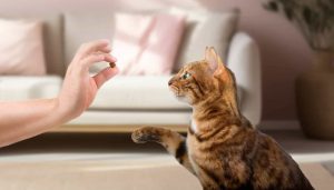 Gatos podem ajudar a encontrar tratamentos para o Alzheimer; entenda