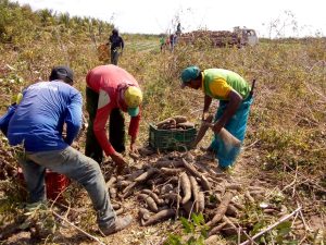 Governo do Maranhão lança Programa Tempo de Semear para agricultores