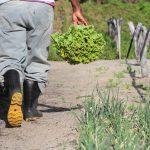 Governo lança Plano ABC+ Maranhão para impulsionar agricultura sustentável