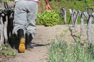 Governo lança Plano ABC+ Maranhão para impulsionar agricultura sustentável