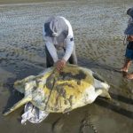 Mais de 600 animais aquáticos são atendidos na Margem Equatorial