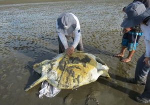 Mais de 600 animais aquáticos são atendidos na Margem Equatorial