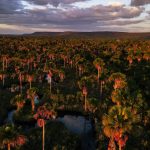 Maranhão registra maior queda no desmatamento do Cerrado com redução