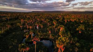 Maranhão registra maior queda no desmatamento do Cerrado com redução