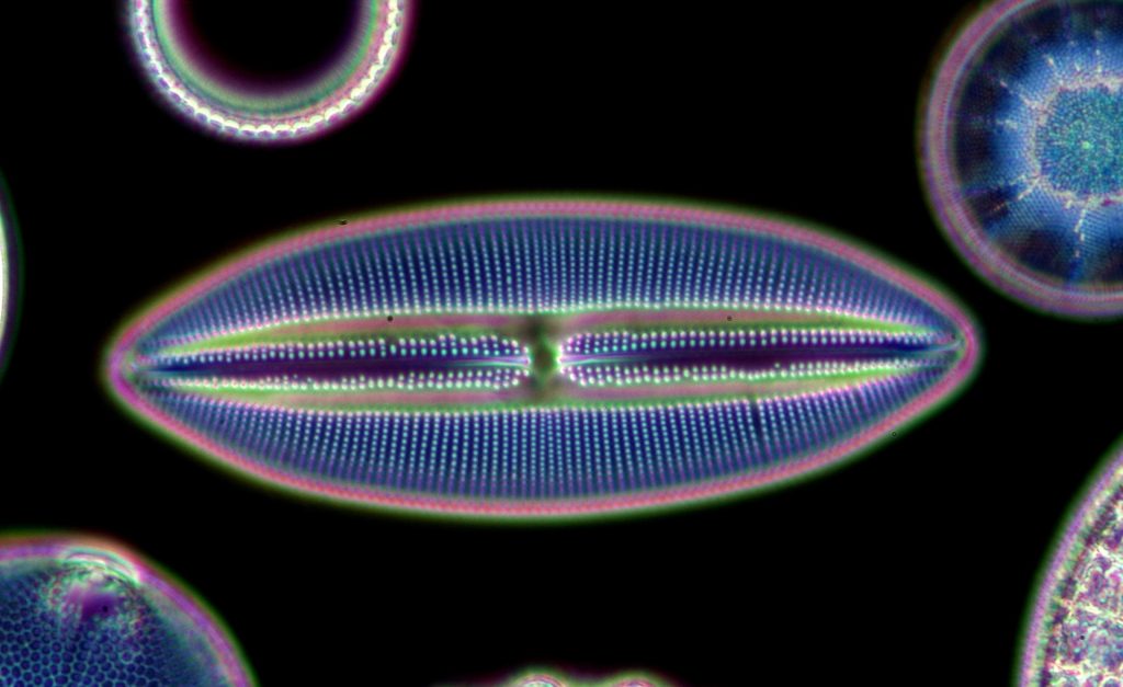 Mistério de brilhos anormais no oceano Antártico é resolvido