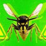 Ninhos de vespas radioativos foram encontrados em instalação nuclear