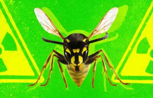 Ninhos de vespas radioativos foram encontrados em instalação nuclear