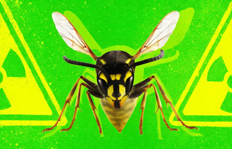Ninhos de vespas radioativos foram encontrados em instalação nuclear