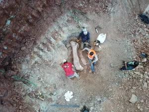Nova espécie de dinossauro é identificada no Maranhão e fósseis