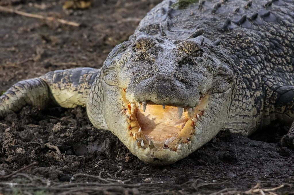 O animal mais letal da Austrália não é venenoso nem