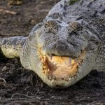 O animal mais letal da Austrália não é venenoso nem