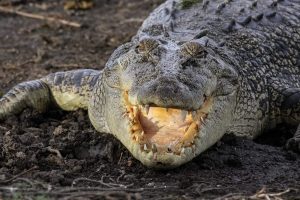 O animal mais letal da Austrália não é venenoso nem