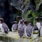 O evento que dizimou milhões de aves marinhas