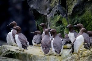 O evento que dizimou milhões de aves marinhas