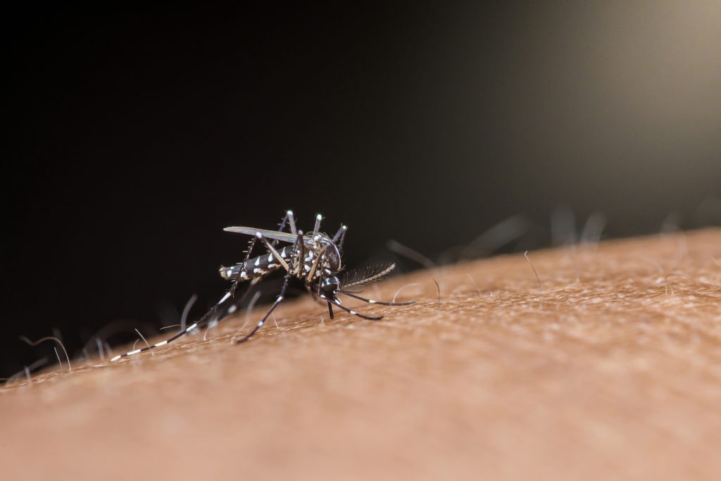 O plano do Google para combater mosquitos no Brasil