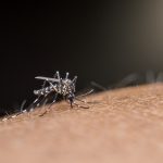 O plano do Google para combater mosquitos no Brasil