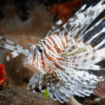 Os 8 peixes mais bonitos do mundo e onde encontrá-los