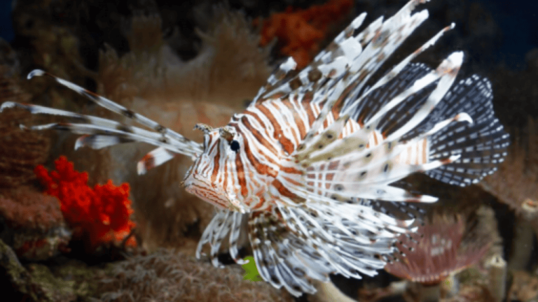 Os 8 peixes mais bonitos do mundo e onde encontrá-los