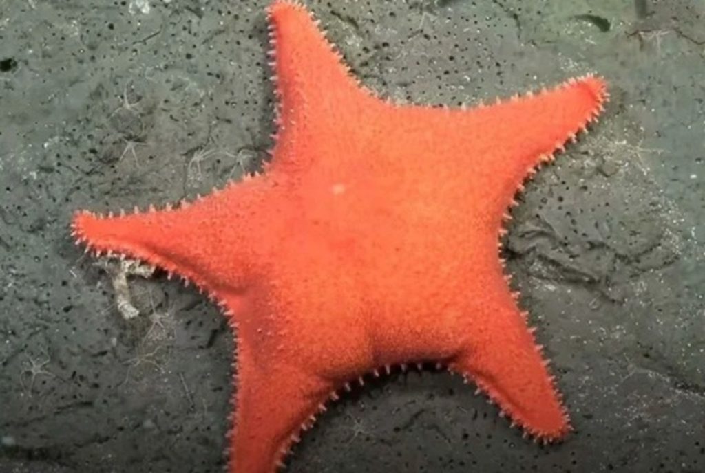 Patrick, é você? Estrela-do-mar com ‘bumbum’ é encontrada no fundo