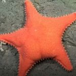 Patrick, é você? Estrela-do-mar com ‘bumbum’ é encontrada no fundo