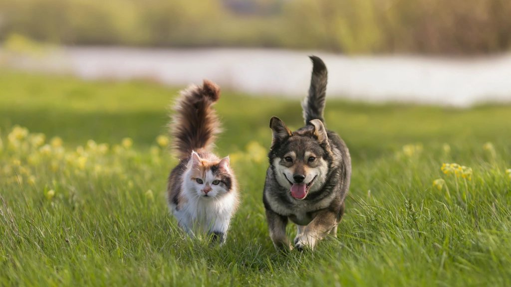 Por que cães e gatos comem grama e capim? Entenda