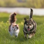 Por que cães e gatos comem grama e capim? Entenda