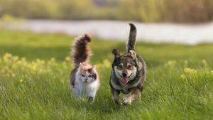 Por que cães e gatos comem grama e capim? Entenda