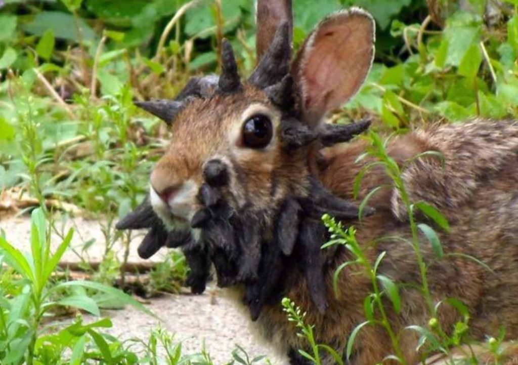 Por que coelhos com ‘tentáculos’ estão aparecendo nos EUA?