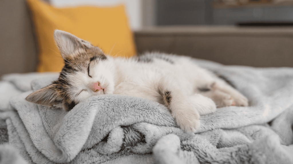 Por que gatos e leões dormem tanto?
