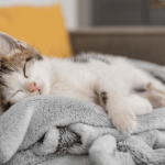 Por que gatos e leões dormem tanto?
