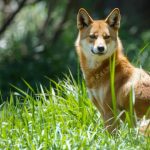 Por que os cachorros uivam?