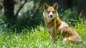 Por que os cachorros uivam?