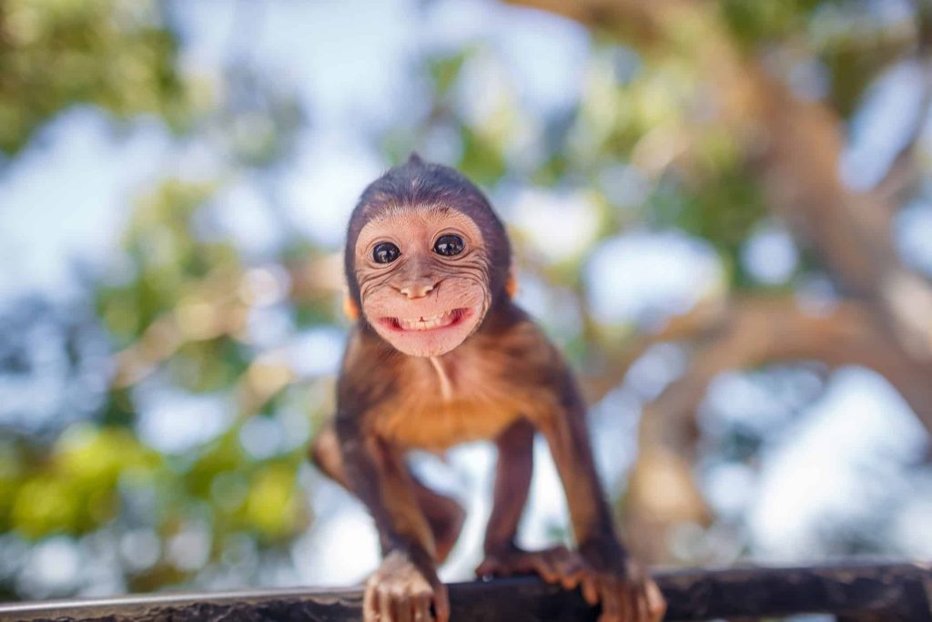 Quais são os 10 melhores pais presentes no reino animal?