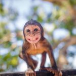 Quais são os 10 melhores pais presentes no reino animal?