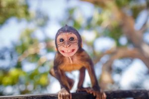 Quais são os 10 melhores pais presentes no reino animal?