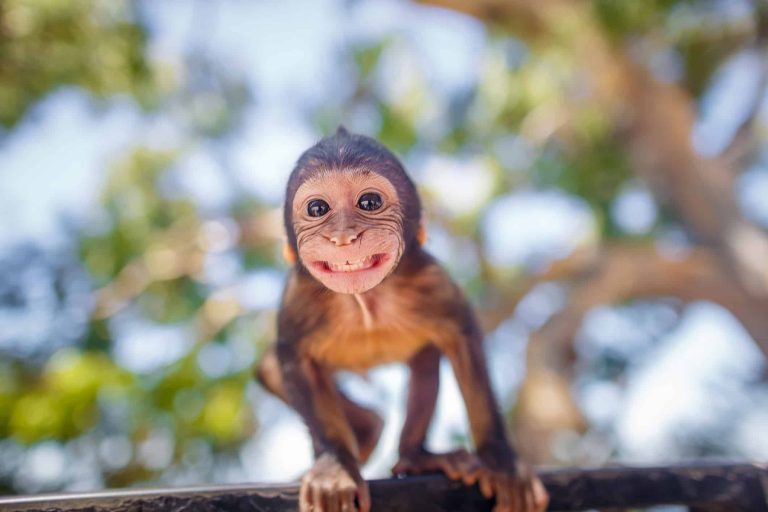 Quais são os 10 melhores pais presentes no reino animal?