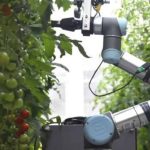 Robôs e IA assumem polinização de plantas no dia a