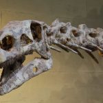 Saiba qual o fóssil de dinossauro mais profundo já encontrado