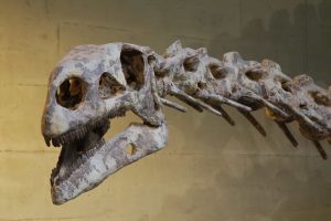 Saiba qual o fóssil de dinossauro mais profundo já encontrado