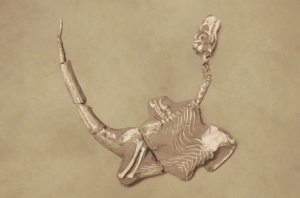 Shri rapax: conheça o dinossauro “primo” do icônico Velociraptor