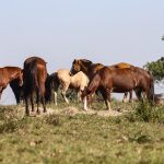 Três pessoas tiveram encefalite equina venezuelana no AM, dizFiocruz