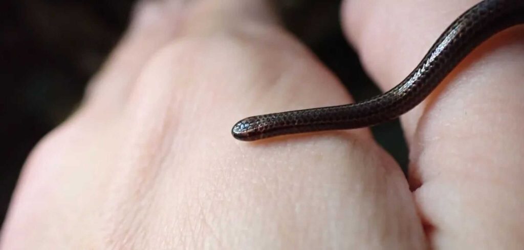 A menor serpente do mundo reaparece após 20 anos em