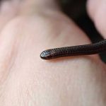 A menor serpente do mundo reaparece após 20 anos em