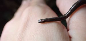 A menor serpente do mundo reaparece após 20 anos em