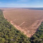 Amazônia: mapeamento feito por IA ajudará a combater desmatamento