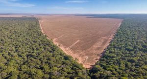 Amazônia: mapeamento feito por IA ajudará a combater desmatamento