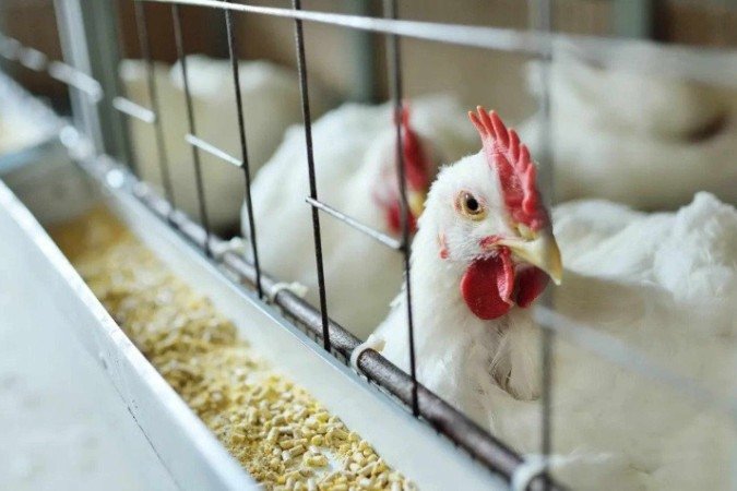 Brasil recebe reconhecimento da União Europeia como livre da gripe