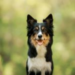 Cães superdotados entendem o uso de objetos, não só aparência